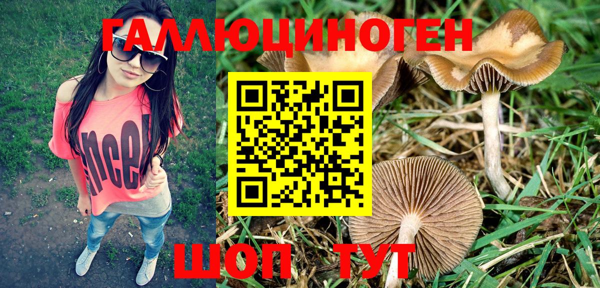 Псилоцибиновые грибы Psilocybe Комсомольск-на-Амуре
